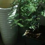 low light plant watering guide