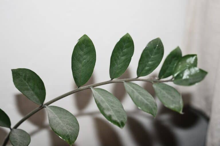 zz plant low maintenance